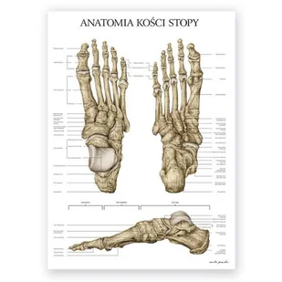 Plakat anatomiczny - Kości stopy - Marta Pawelec - Mapy i plansze edukacyjne - miniaturka - grafika 1