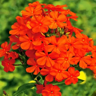 Phlox Płomyk Wiechowaty Pomarańczowy 1 szt byliny - Nasiona i cebule - miniaturka - grafika 1