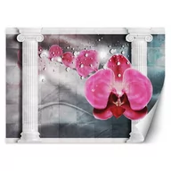 Fototapety - Fototapeta, Różowy kwiat storczyk (Rozmiar 350x245) - miniaturka - grafika 1