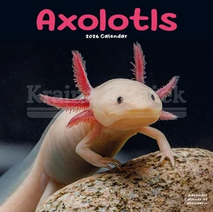 Axolotls Calendar 2026 Square Animal Wall Calendar - 16 Month - Pozostałe książki - miniaturka - grafika 1