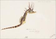 Plakaty - Antique fish hippocampus abdominalis seahorse, F. E. Clarke - plakat 60x40 cm - miniaturka - grafika 1