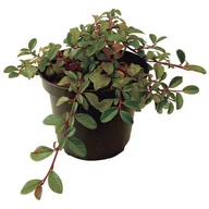 Sadzonki drzew krzewów - Irga mix wys. 15-25 cm don. 2 l - miniaturka - grafika 1