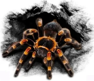 Naklejka Na Auto Pająk 18,5x15,5 cm 1/04136 - Akcesoria motoryzacyjne - miniaturka - grafika 1