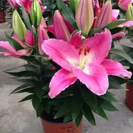 Nasiona i cebule - Lilia orientalna doniczkowa Sunny Camino 1 szt. cebule cebulki lilii lilie - miniaturka - grafika 1