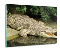 Deski do krojenia - z foto osłonka z grafiką Aligator krokodyl 60x52, ArtprintCave - miniaturka - grafika 1