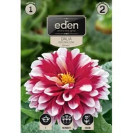 Nasiona i cebule - Dalia dekoracyjna Jamaica 1 sztuka Eden - miniaturka - grafika 1