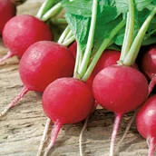 Nasiona i cebule - Rzodkiewka CARMESA (czerwona, śr. wczesna) Raphanus sativus L. - miniaturka - grafika 1