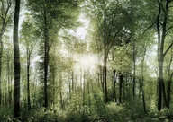 Podkładki pod mysz - PODKŁADKA POD MYSZ Z Nadrukiem 22x18 cm LAS Słońce Tekst Prezent - miniaturka - grafika 1