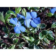 Kwiaty doniczkowe - Vinca mix wys. 10-15 cm don. 2 l - miniaturka - grafika 1