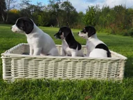 Legowiska dla psów - Wnuk Legowisko dla zwierząt Prostokątne 60 cm/Białe - miniaturka - grafika 1