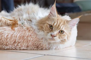 Pluszowe legowisko beżowe XS 40cm - Legowiska dla psów Pluszowe legowisko beżowe XS 40cm - Legowiska dla psów - miniaturka - grafika 2