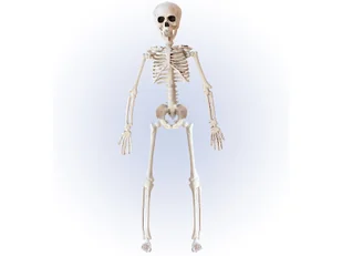 Szkielet - 40 cm - Halloween - miniaturka - grafika 1