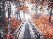 Malowanie po numerach - Droga w lesie - Malowanie po numerach 50x40 cm - miniaturka - grafika 1