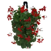 Kwiaty doniczkowe i cięte - Pelargonie w wiszącej torbie wys. 30 cm - miniaturka - grafika 1