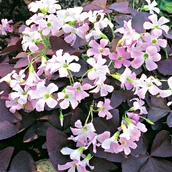 Nasiona i cebule - Oxalis Triangularis Szczawik Trójkątny 5 szt - miniaturka - grafika 1