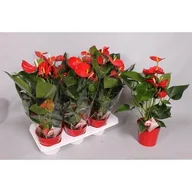 Kwiaty doniczkowe - Anthurium D17 - miniaturka - grafika 1