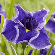 Nasiona i cebule - Irys ensata japoński Blue Moon 1 szt. - miniaturka - grafika 1