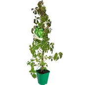 Kwiaty doniczkowe - Winobluszcz pięciolistkowy 90 cm C2 - miniaturka - grafika 1