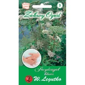 Nasiona i cebule - Arcydzięgiel litwor W.Legutko - miniaturka - grafika 1