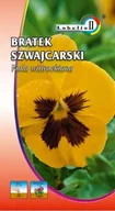 Nasiona i cebule - Bratek szwajcarski żółty z plamą 0,3g / L / - miniaturka - grafika 1