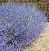 Nasiona i cebule - Lawendowy Krzew PEROVSKIA Blue Spire Intensywny Zapach Sadzonka Doniczka P9 - miniaturka - grafika 1