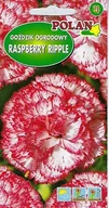 Nasiona i cebule - Goździk ogrodowy Raspberry Ripple 0.2 g POLAN - miniaturka - grafika 1