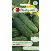 Nasiona i cebule - OGÓREK OCTOPUS plenny odporny NASIONA holenderskie p.18596757 - miniaturka - grafika 1