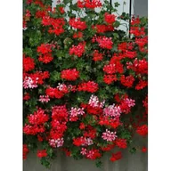 Kwiaty doniczkowe - Pelargonia peltatum Ville de Paris Red - miniaturka - grafika 1