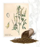 Nasiona i cebule - Nostrzyk żółty 1 kg - miniaturka - grafika 1