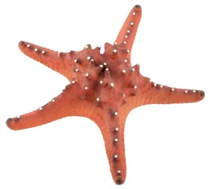 AQUA NATURA Dekoracja akwarystyczna rozgwiazda duża 22cm - czerwona - Dekoracje do akwarium - miniaturka - grafika 1