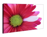 Obrazy i zdjęcia na płótnie - Kwiat - obraz na płótnie Wymiar do wyboru: 80x60 cm - miniaturka - grafika 1