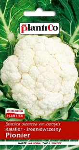 Kalafior Pionier 10 g Plantico - Nasiona i cebule - miniaturka - grafika 1