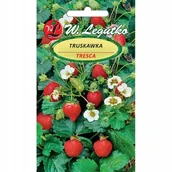 Nasiona i cebule - TRUSKAWKA do gruntu i donicy TRESCA SŁODKA ODMIANA NASIONA p. PL430/12/210/L71/A - miniaturka - grafika 1