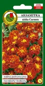 Nasiona i cebule - Aksamitka pełna niska Carmen 1 g PNOS - miniaturka - grafika 1