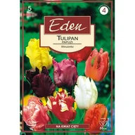 Nasiona i cebule - Tulipan papuzi mix 5 sztuk Eden - miniaturka - grafika 1