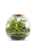 Dekoracje domu - Las w słoiku mix roślin zielonych - miniaturka - grafika 1