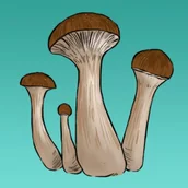 Nasiona i cebule - Mykożerca Growkit Mckennaii - miniaturka - grafika 1