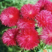 Nasiona i cebule - Aster igiełkowy wysoki Walentyna - różowy nasiona - miniaturka - grafika 1