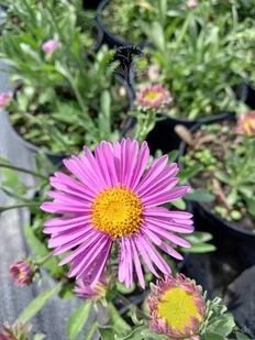 Aster alpejski różowy sadzonka skalniak rabata - Nasiona i cebule - miniaturka - grafika 1