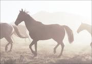 Plakaty - Horses head for the corral in the daily roundup of horses, Riverside, Wyoming., Carol Highsmith - plakat 60x40 cm - miniaturka - grafika 1