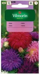 NASIONA ASTER CHRYZANTEMOWY MIESZANKA VILMORIN - Nasiona i cebule - miniaturka - grafika 1