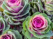 Nasiona i cebule - KAPUSTA OZDOBNA MIX mieszanka kolorów DEKORACYJNE LIŚCIE NASIONA kwiatów p. PL130/12/210/751A, PL330/12/210/246A - miniaturka - grafika 1