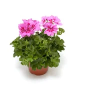 Kwiaty doniczkowe - Pelargonia bluszczolistna "Lolipop" - miniaturka - grafika 1
