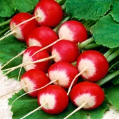 Nasiona i cebule - Rzodkiewka CARO (kulista, czerwona z białym końcem, wczesna) Raphanus sativus L. - miniaturka - grafika 1