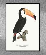 Plakaty - Plakat Tukan, grafika ze starego Atlasu Ptaków 21x30 (A4) / DodoPrint - miniaturka - grafika 1