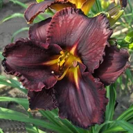 Nasiona i cebule - Hemerocallis Liliowiec Black Stockings 1 szt. - miniaturka - grafika 1