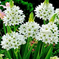 Nasiona i cebule - Ornithogalum Milky Way Śniadek Wiechowaty 3 szt - miniaturka - grafika 1