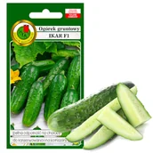 Nasiona i cebule - OGÓREK GRUNTOWY IKAR KORNISZONY NASIONA BEZ GMO 5g - miniaturka - grafika 1