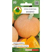 Nasiona i cebule - Dynia olbrzymia Bambino nasiona Pnos - miniaturka - grafika 1