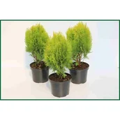 Sadzonki drzew krzewów - Tuja Aurea nana wys. 30-40 don. 3 l - miniaturka - grafika 1